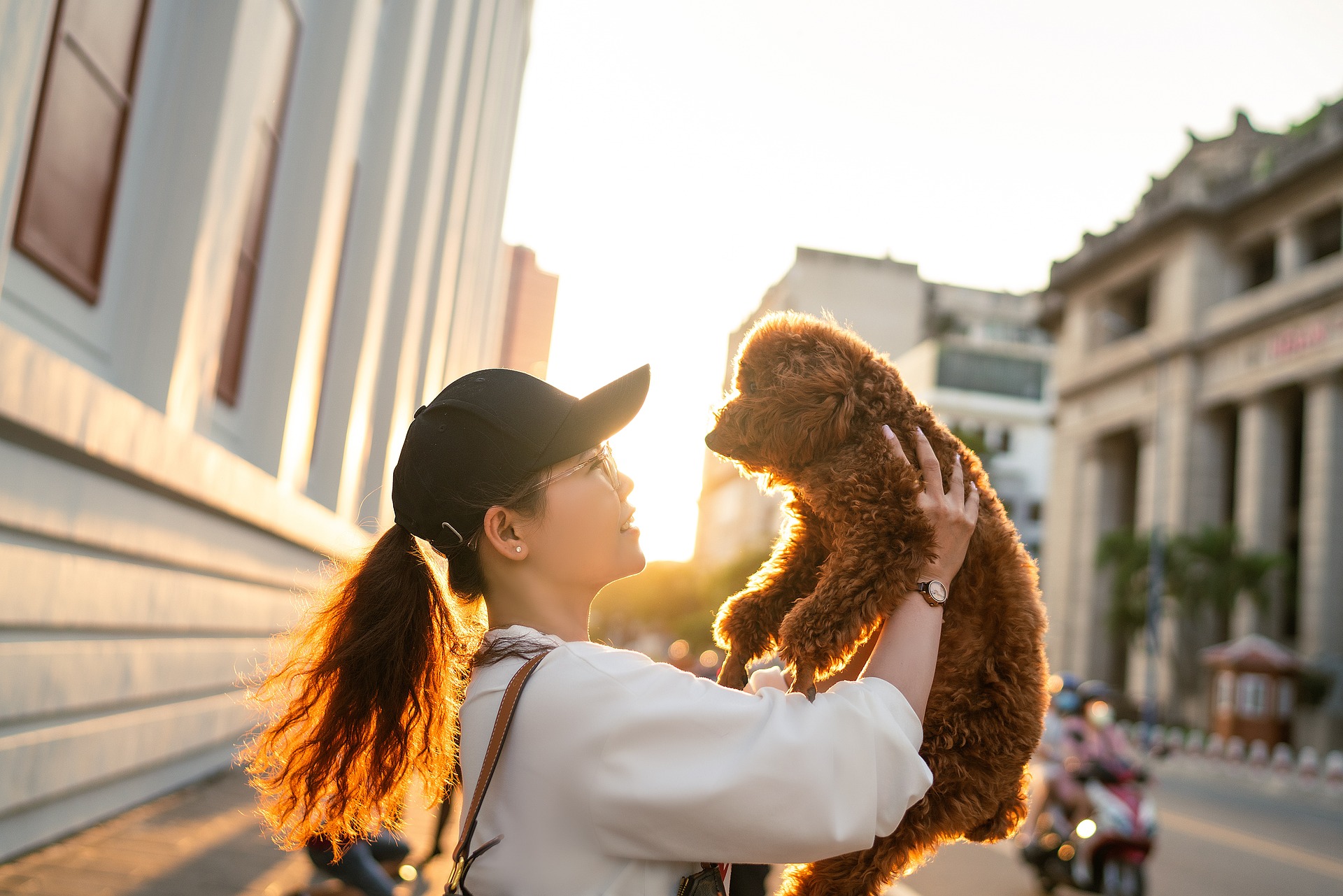 How to: Safely Bring Home a Rescue or Shelter Dog - Max's Ark Rescue