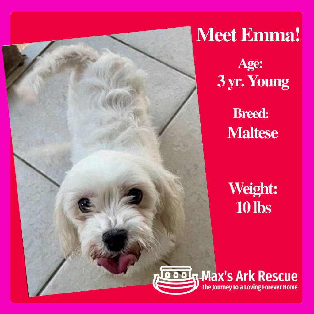 Hello, wonderful humans! I’m Emma, a sweet Maltese with a story to tell.

I spent my early years as a puppy mill mama, but now I’m ready to leave that life behind and find a loving family to call my own. I may be small, but I’m bursting with life and energy, and I’m looking for a mid-age, very active family who can keep up with my playful spirit. Since I’m a Maltese, you can expect a 12 to 14-year commitment full of joy and companionship.