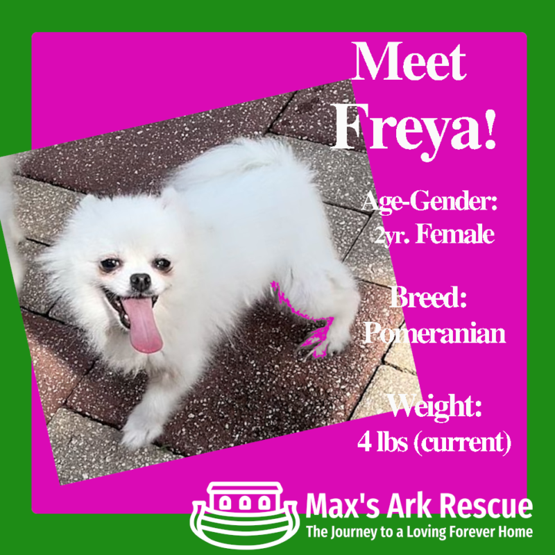 meetfreya