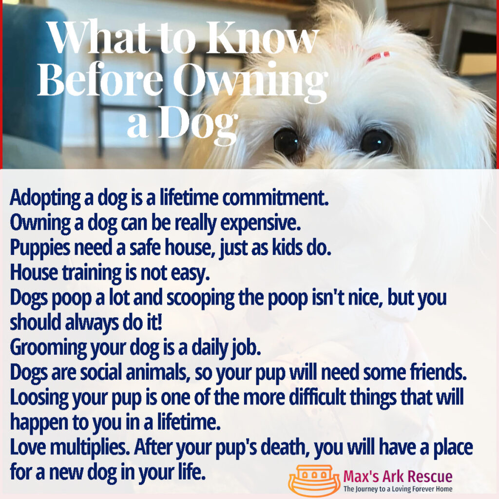 Bringing a dog into your life is an exciting and joyful experience, but it's important to remember that it comes with a significant responsibility. Owning or adopting a dog is not just a temporary arrangement; it is a lifelong commitment that requires dedication, time, and resources.