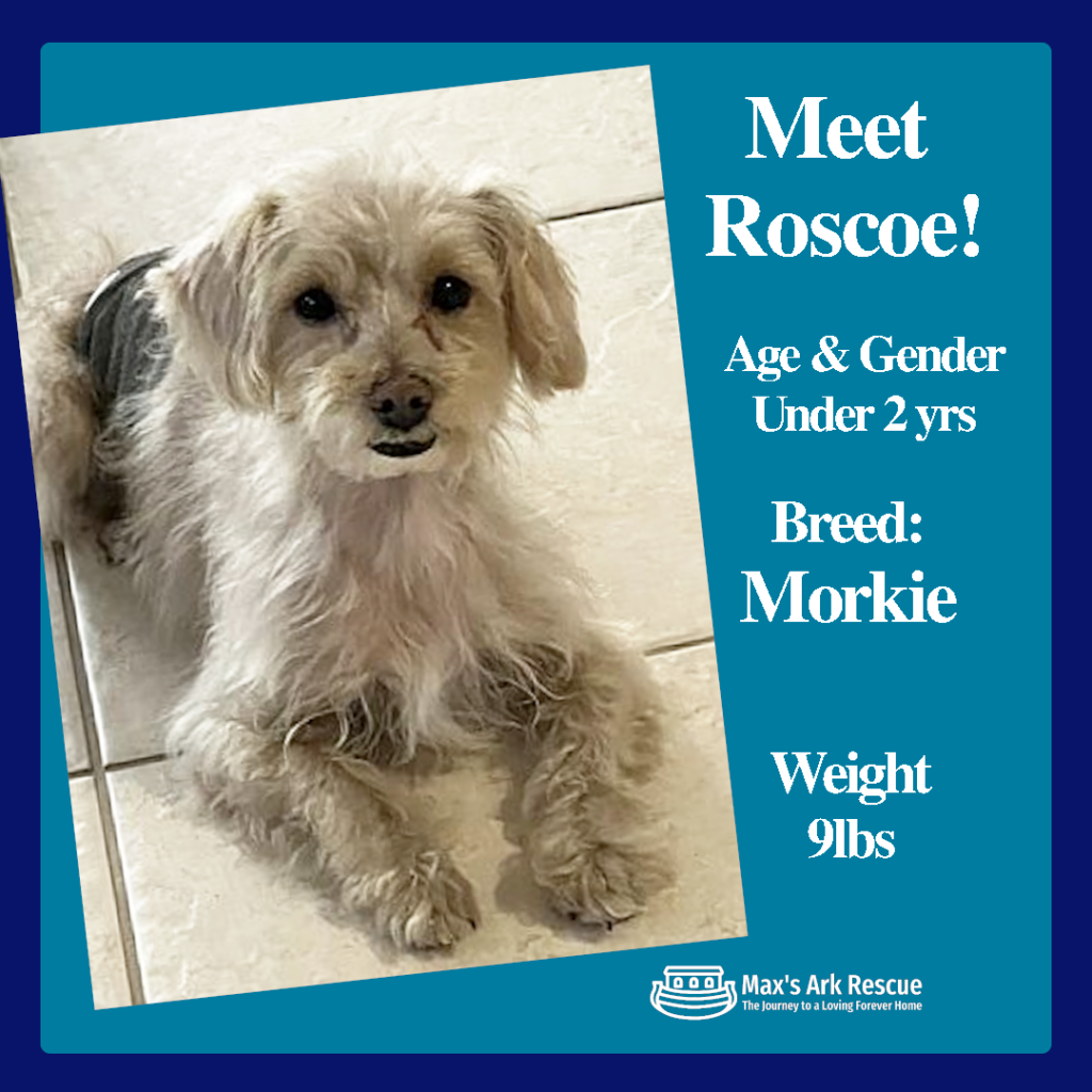 Hi, everyone! I’m Roscoe, a 1-2 year old Morkie with a tough past, but I’m ready for a bright future!
I was found as a stray, starving and filthy. My fur was so matted that it even attached my belly to my genitals—ouch! I only weighed 4.3 lbs, though I should have been 9-10 lbs.