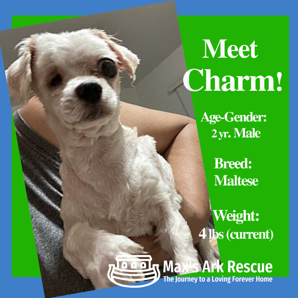 Hi there, future family! My name is Charm, and I’m a handsome Korean Maltese. I didn’t have the best start in life—I was used for breeding while my right eye was painfully destroyed by glaucoma, without anyone helping me.