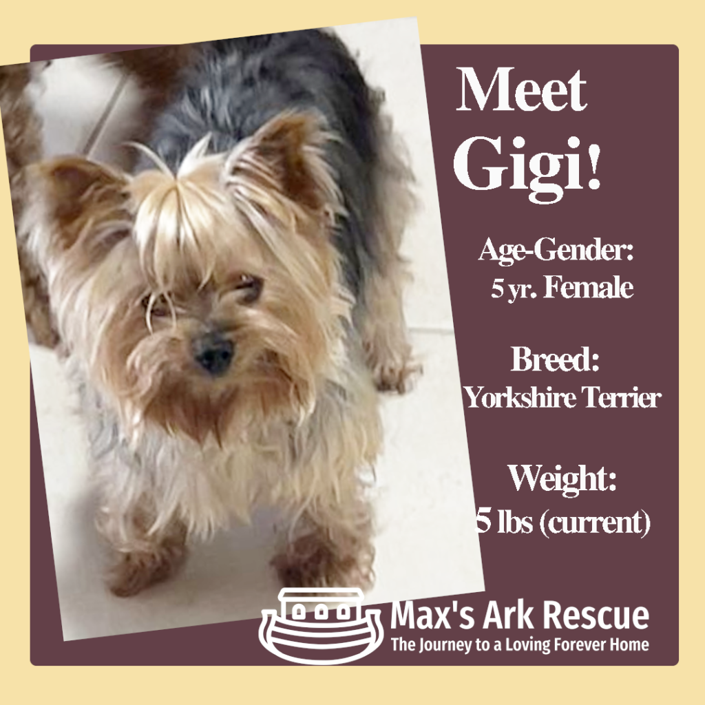 Hi, lovely humans! I’m Gigi, a 5-6 year old toy Yorkie who’s been through a lot but is ready to find my perfect forever home.I spent my early years being used for breeding and was rescued in very poor shape—malnourished and scared. But now, I’m a sweet and loving girl who just wants a cozy lap to call my own for the rest of my life.