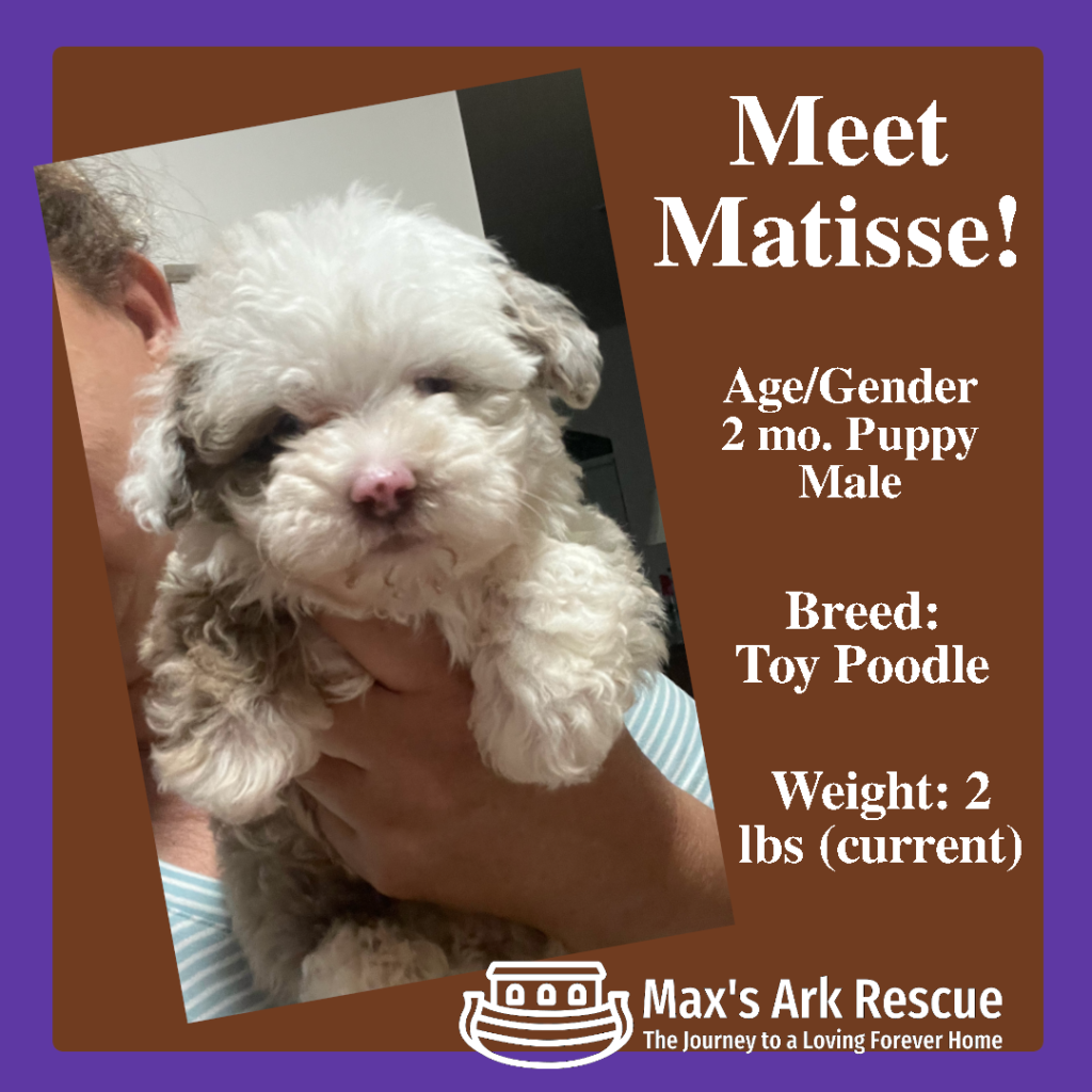 I’m a 10-week-old toy poodle with a gorgeous tricolor coat! Life started a little bumpy for me—I was taken away from my mom and siblings and then surrendered to Max’s Ark because I was born with one eye that’s much smaller than the other. But let me tell you, that doesn’t stop me from being a bundle of joy and energy!