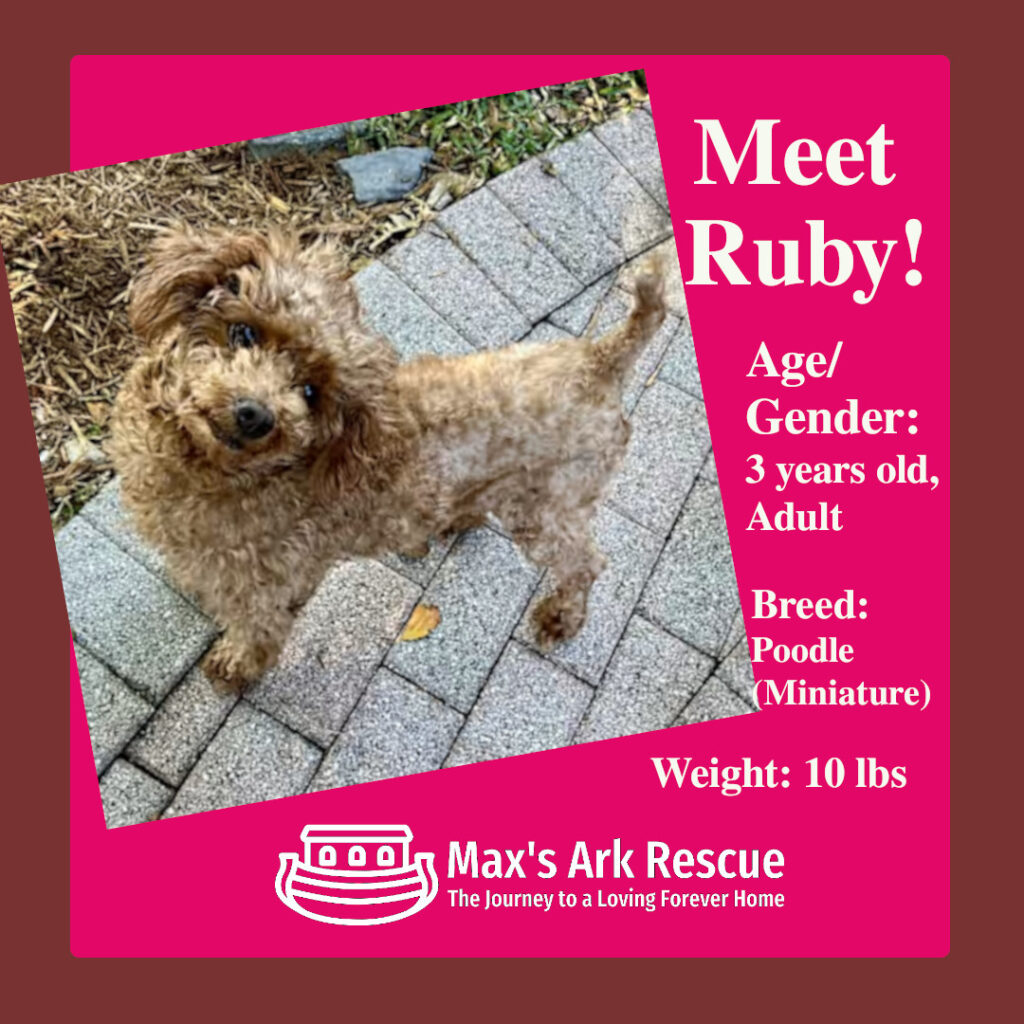 Hi, I’m Ruby! 🐾 I’m a 5-year-old mini poodle with a heart overflowing with love and a playful wag in my tail! Not too long ago, I was rescued from a puppy mill, and let me tell you, my life has completely turned around.