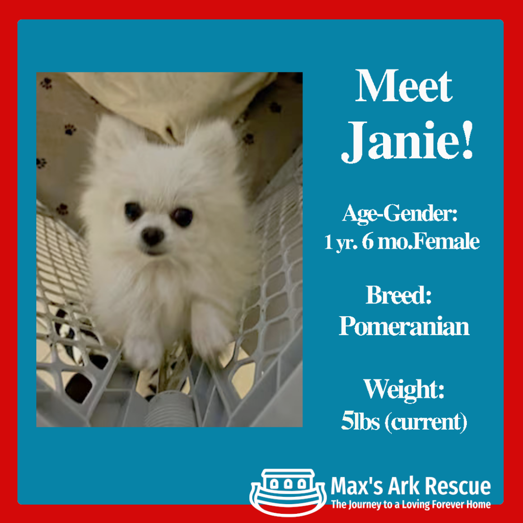 My name is Janie, and I’m a tiny Korean Pomeranian with a big heart. My journey hasn’t been easy—I was abandoned by a breeder while pregnant, and I nearly lost my life. Thankfully, the amazing people at Max’s Ark Rescue saved me with an emergency C-section.