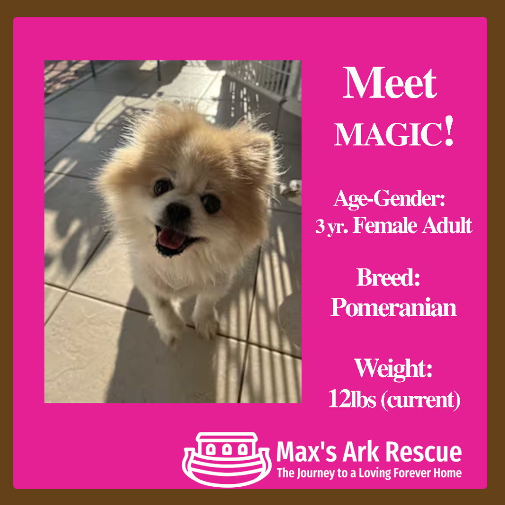 Hello there, future family! 🐾 My name is Magic, and I’m a beautiful Korean Pomeranian who spent my past years bringing puppies into the world. But now, it’s my turn to be loved and cherished in a forever home! I’m a sweet, gentle girl who adores human company and gets along great with other dogs. I’m calm, healthy, and oh-so-ready to snuggle up on your lap or keep you company during the day.