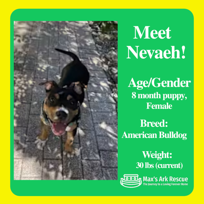 MeetNevaeh