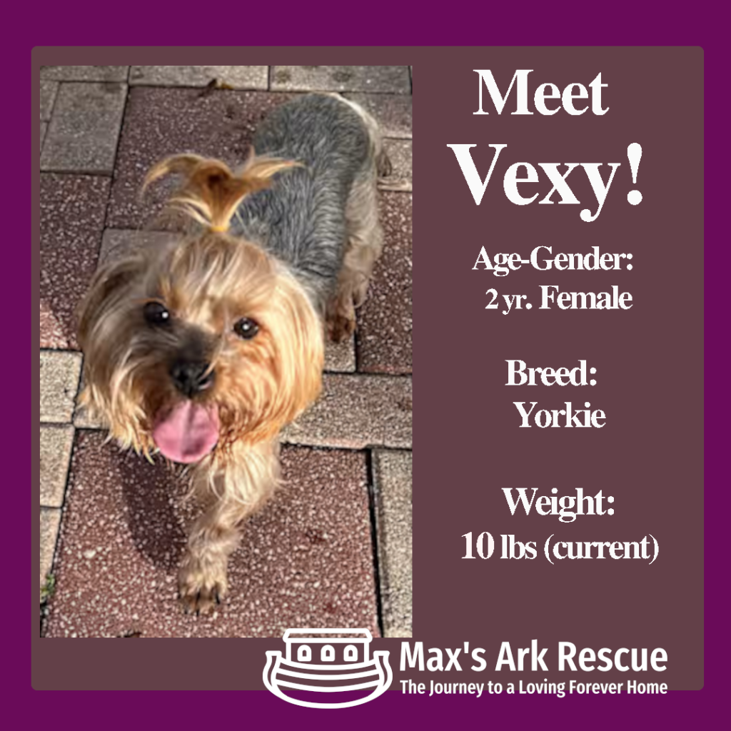 Hello there, future family… it’s me, Vexy. 🐾💖

I’m a 2-year-old Yorkshire Terrier, and I haven’t had the easiest start in life. I was used for breeding, then tossed away like I didn’t matter.