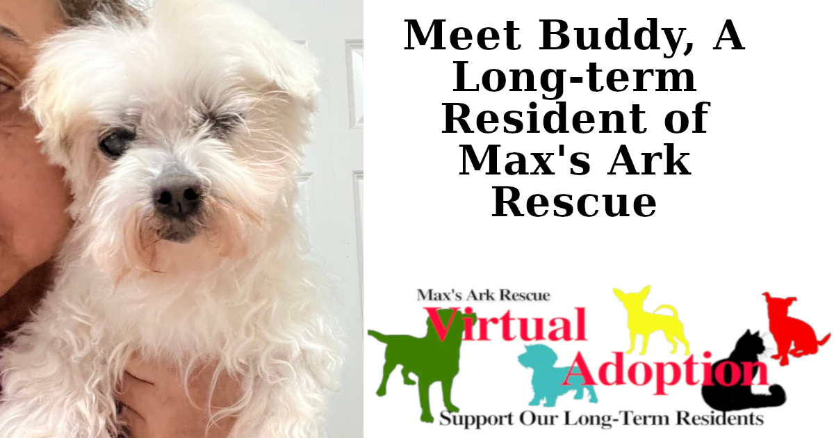 Meet Buddy! - Max's Ark Rescue